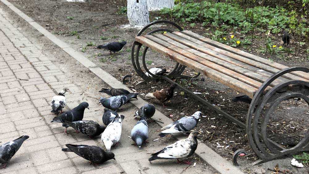В Фокинском районе Брянска рассказали о массовой гибели голубей