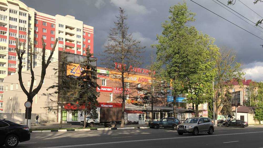 В Брянске возле торгового центра Коломейцева вдруг засохли деревья