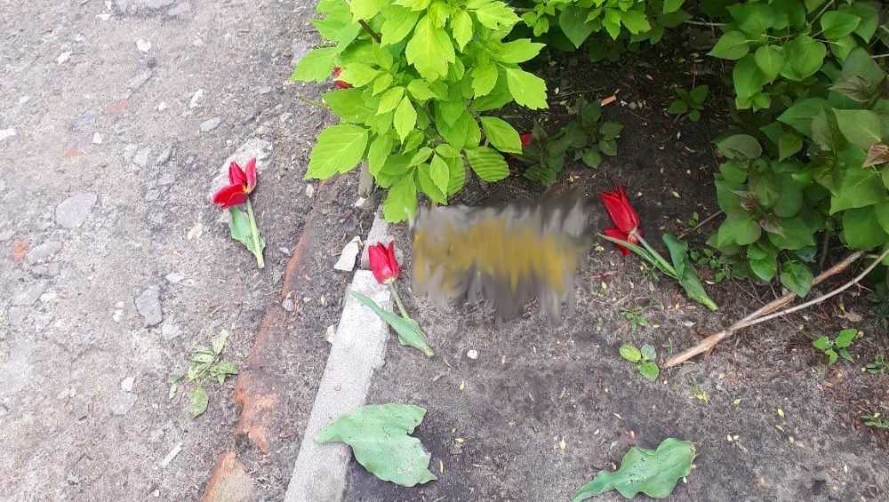В Брянске вандалы загубили цветы на клумбе