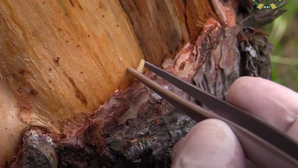 Установлена причина гибели сосен в брянском парке «Соловьи»
