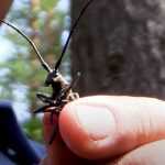 В соснах в брянском парке «Соловьи» нашли насекомых-вредителей