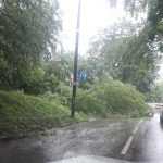В Брянске дерево упало между машин на улице Брянского Фронта