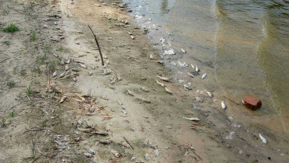 Брянцы сообщили о массовой гибели рыбы по всей области