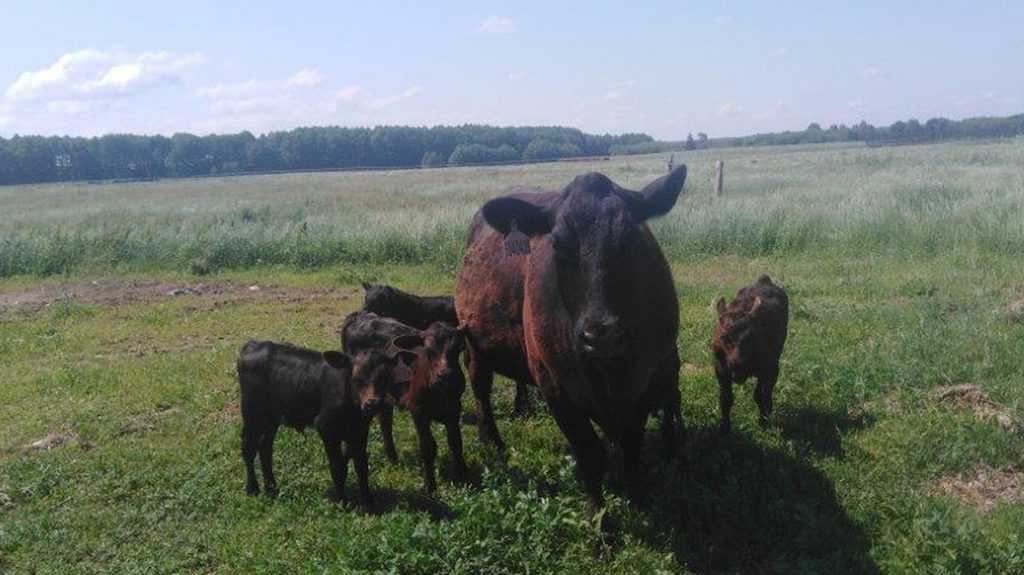Добрая корова: мираторговская рекордсменка «усыновила» четвёртого телёнка