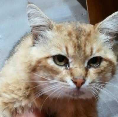 В Брянске живодеры подвергли пыткам привязанного кота