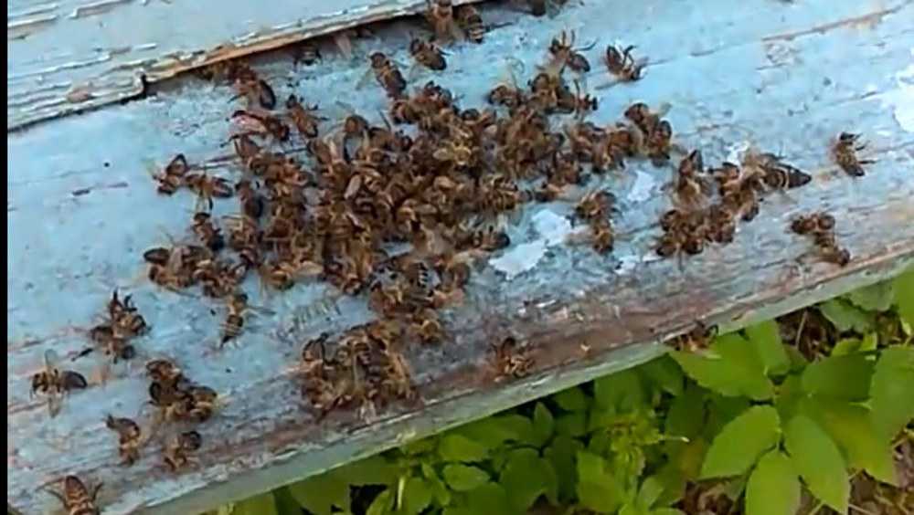 В Унечском районе произошла массовая гибель пчел