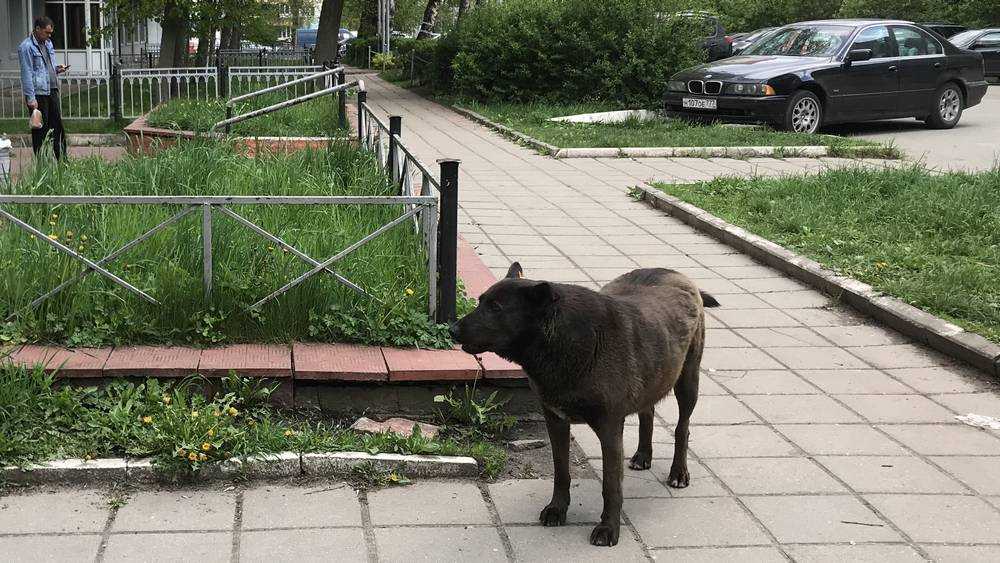 В Брянске бродячие собаки напали на человека