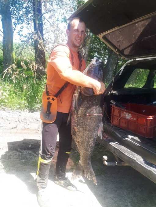 Брянский рыбак поймал в Десне гигантскую рыбу