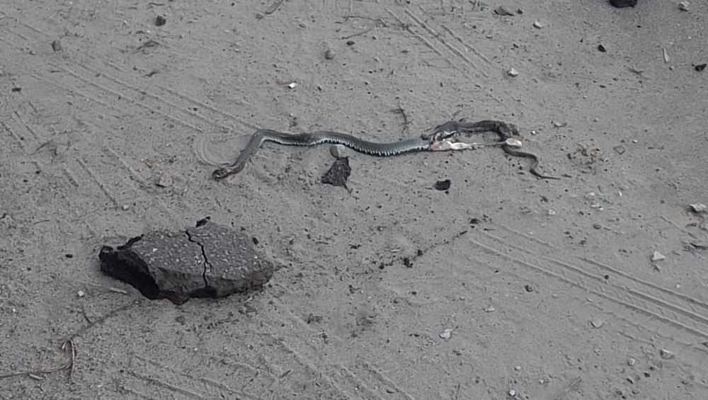 Житель Брянска обнаружил змею под капотом своей машины