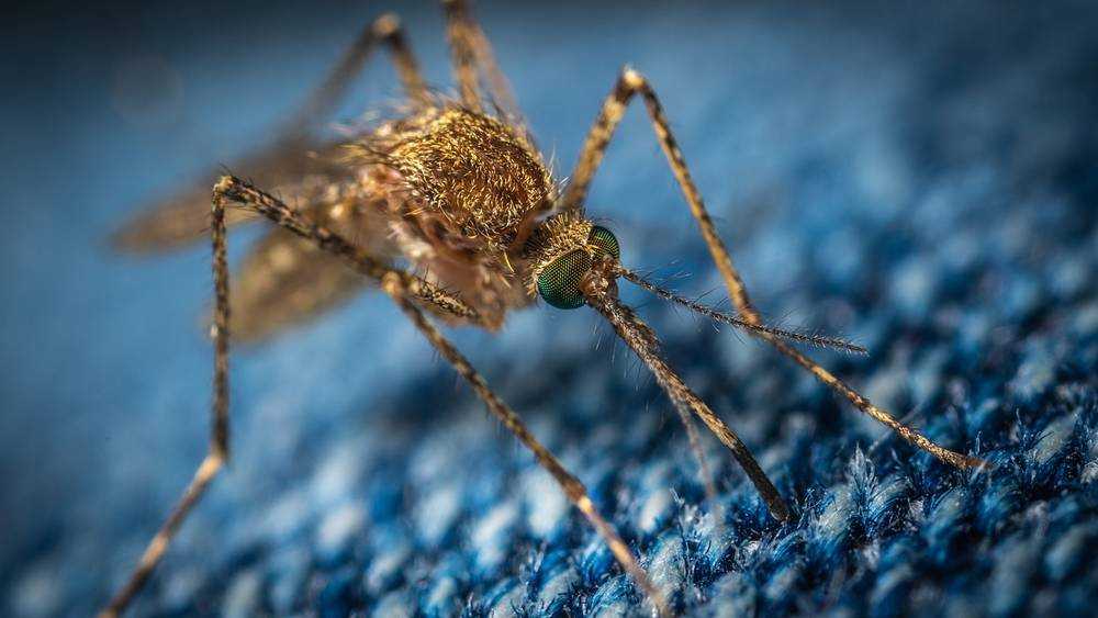 В Брянской области началось нашествие кровожадных комаров