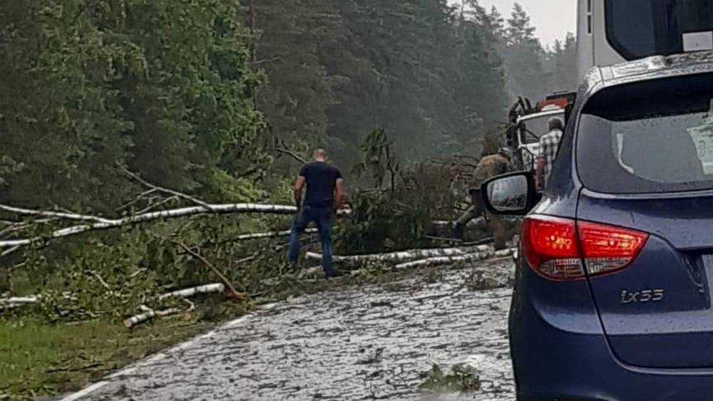 Поваленные ураганом деревья перекрыли дорогу в Белые Берега