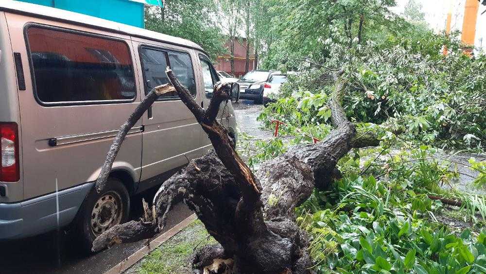 В Брянске на улице Ромашина на дорогу рухнуло дерево