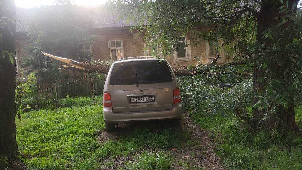 В Брянске поваленные ураганом деревья рухнули на автомобили