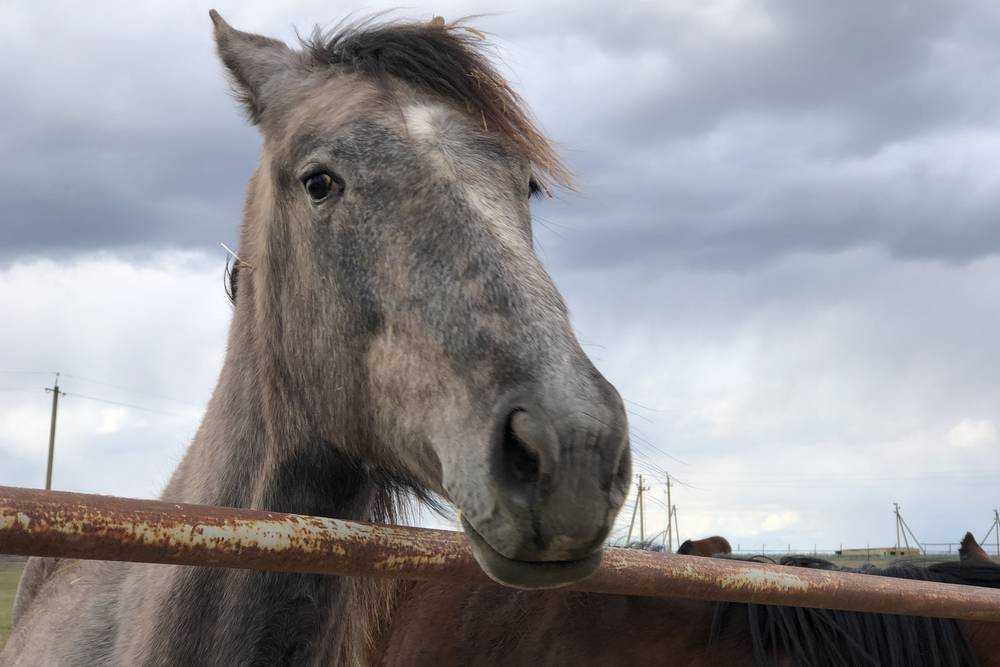 В Унечском районе из-за заражённой бешенством лошади ввели карантин