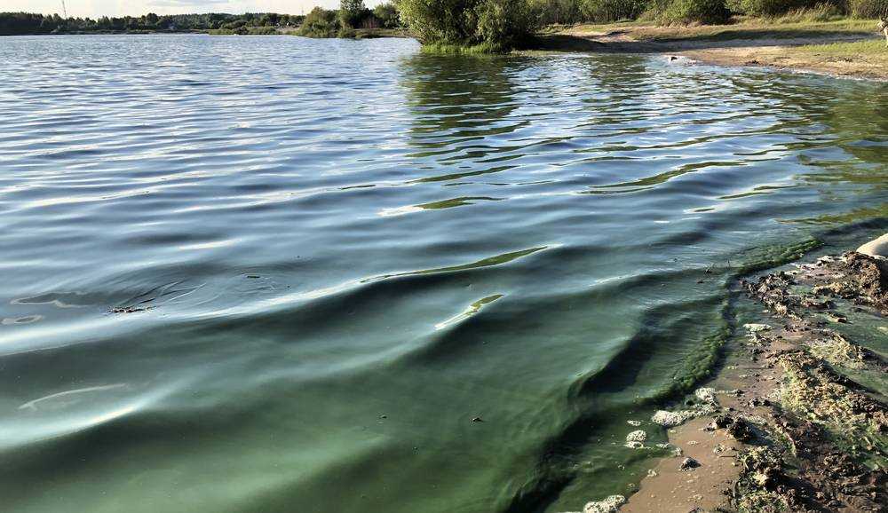 Ядовито-зеленая вода в Орлике не испугала купающихся брянцев