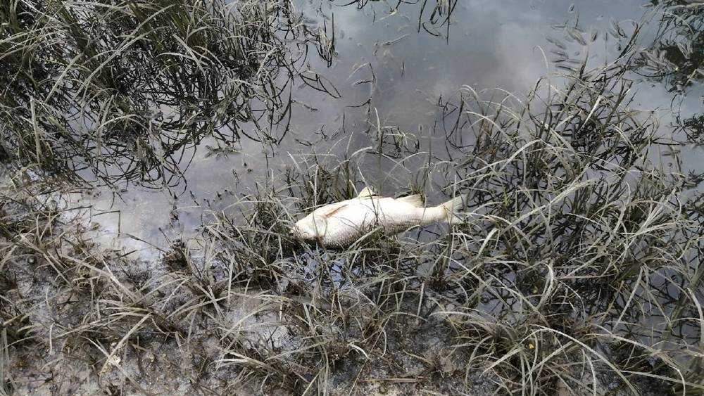 В Брянске на озере Орлик случилась массовая гибель рыбы