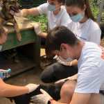 Брянские волонтеры порадовали кошек и собак приюта «Второй шанс»
