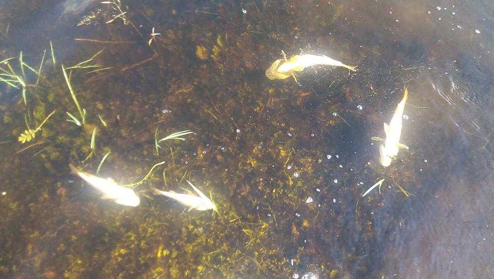 В Новозыбкове из-за стоков канализации в реке погибла рыба