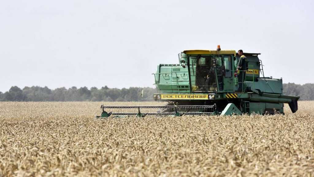 В Брянской области намолотили 1,455 млн тонн зерна