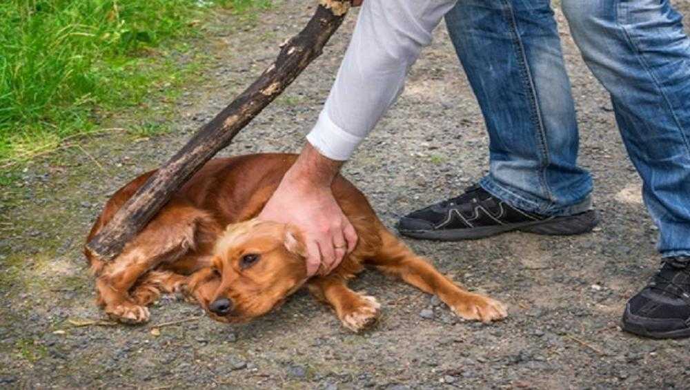 Двое брянских селян учинили жестокую экзекуцию своей собаке