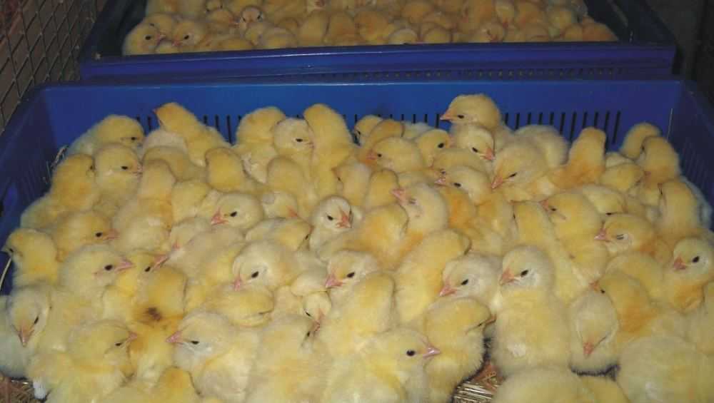 Два работника брянской птицефабрики попались на краже цыплят