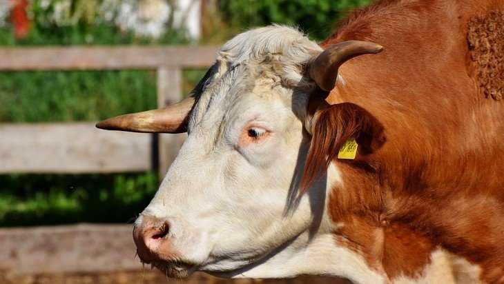 На брянской ферме бык убил 57-летнего работника сельхозкооператива