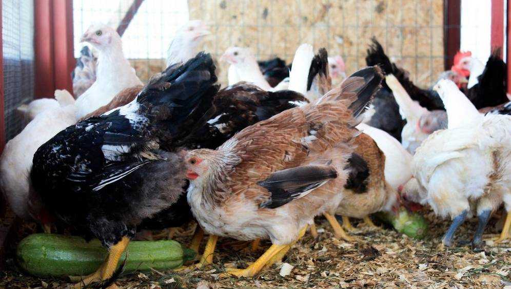 В Брянске фермеру-нарушителю запретили продавать кур и уток