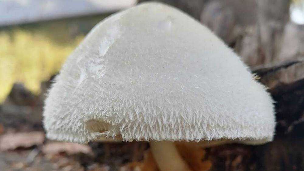 В Брянской области волосатый нашли чудо-гриб