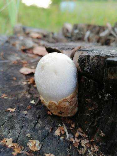 В Брянской области нашли чудо-гриб