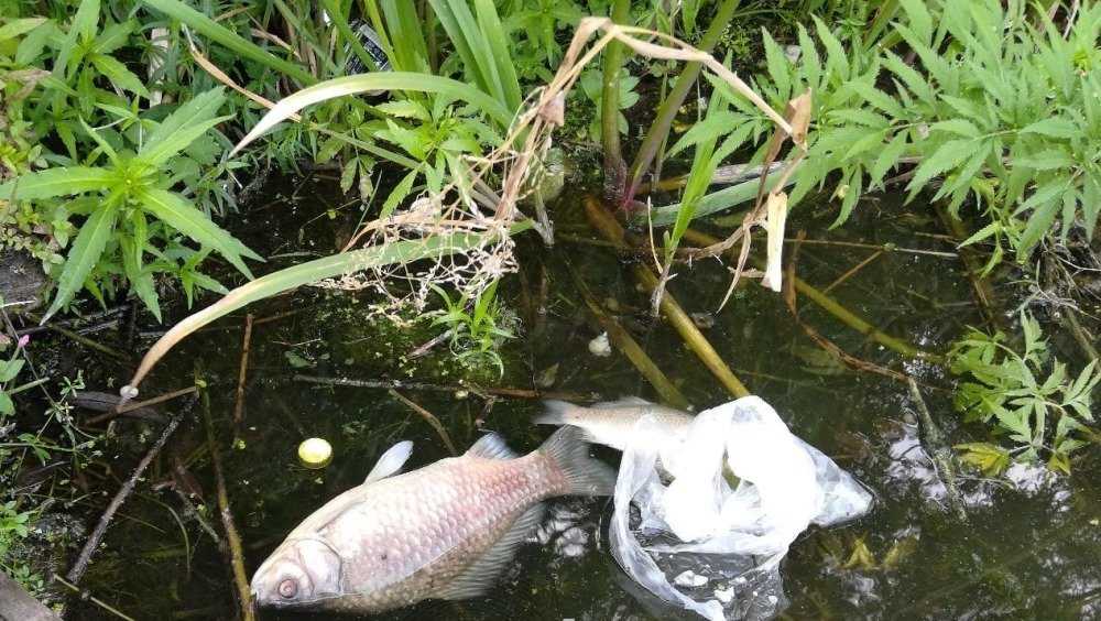Брянцы сообщили о массовой гибели рыбы в Дятьковском районе