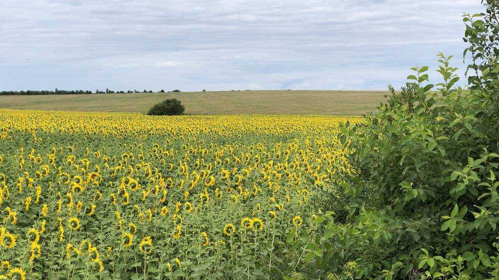 Брянская область получила почти 83 млн рублей на производство масличных культур