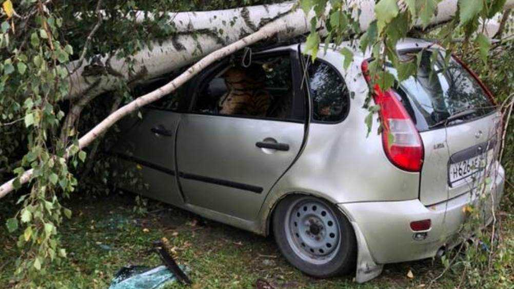 В Брянском районе рухнувшее дерево повредило легковой автомобиль
