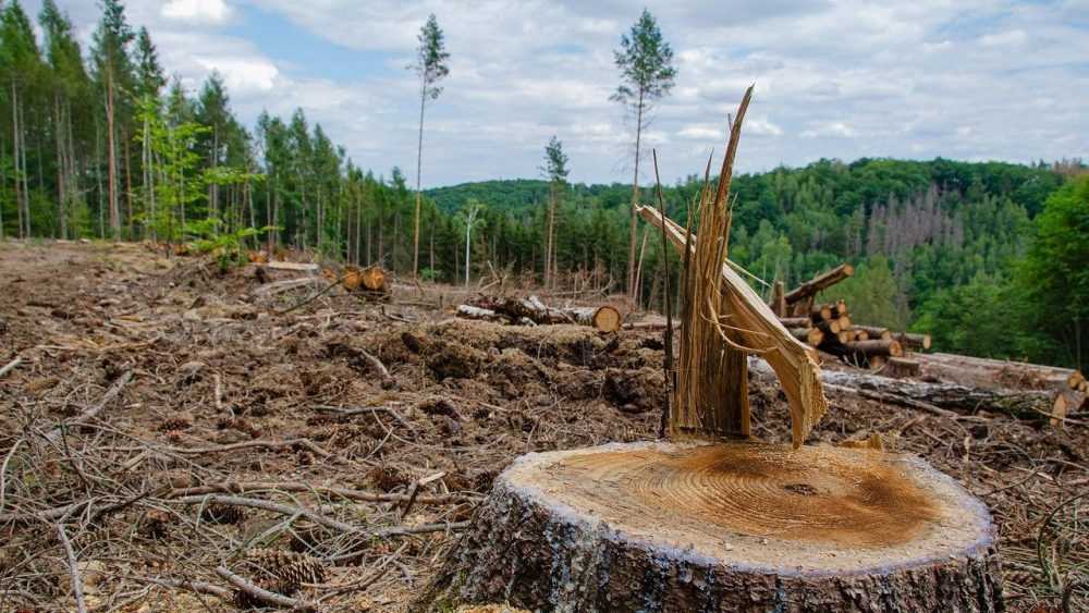 Жителя Брянской области обвинили в незаконной рубке леса на 4,5 млн рублей