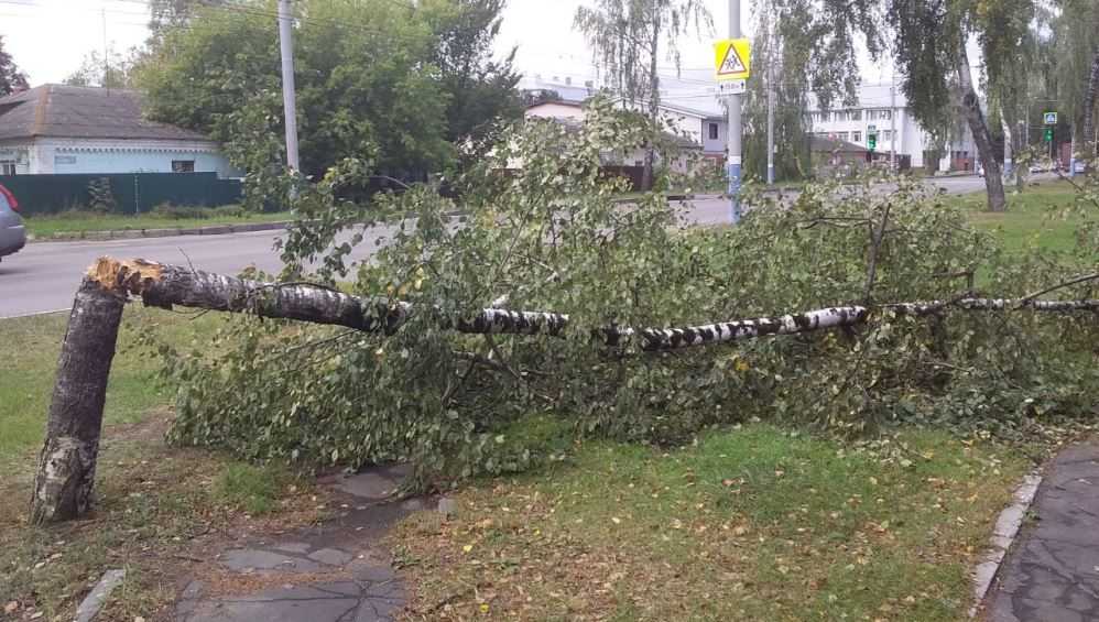 В Брянске сильный ветер сломал дерево возле второго лицея