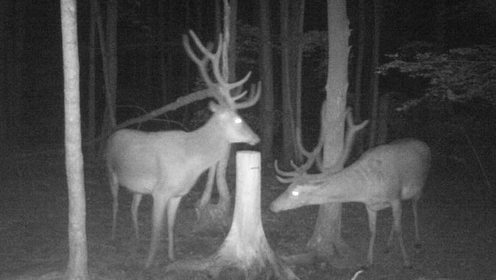 Ночную встречу двух оленей запечатлели в заповеднике «Брянский лес»