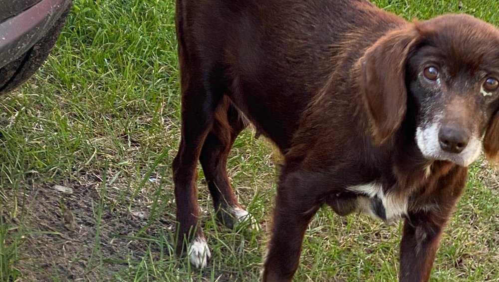 В брянской деревне собака прожила два года в ожидании уехавших хозяев