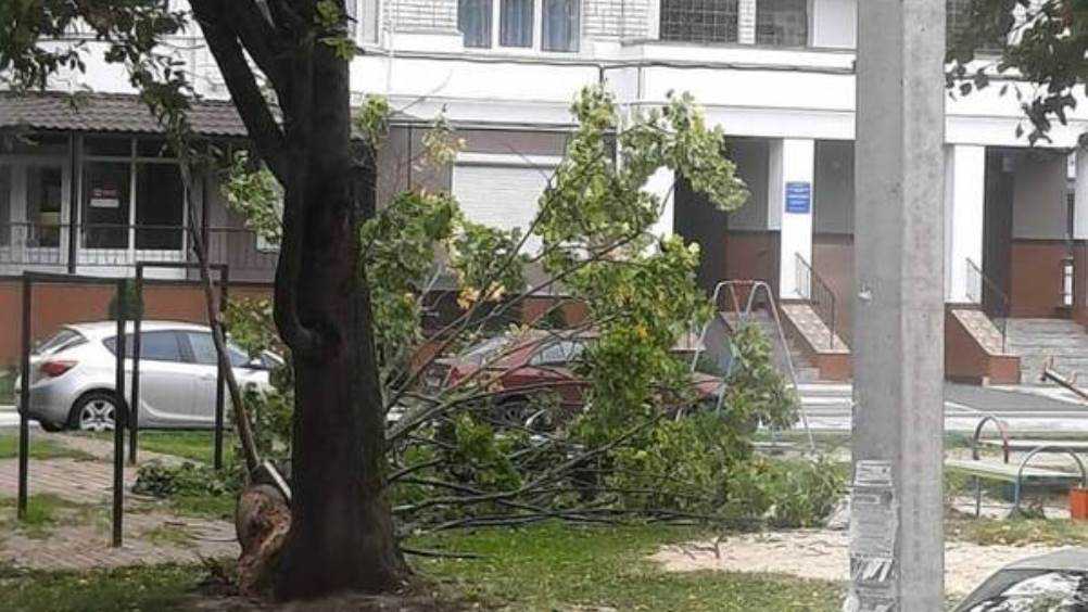 В Брянске шквальный ветер повалил дерево на детскую площадку