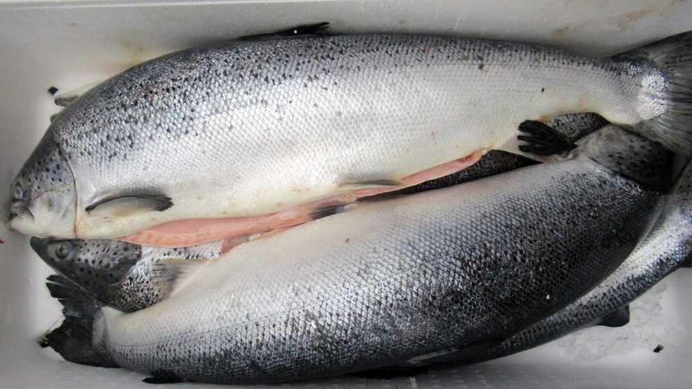 Брянская таможня сообщила об уничтожении 2 тонн лосося
