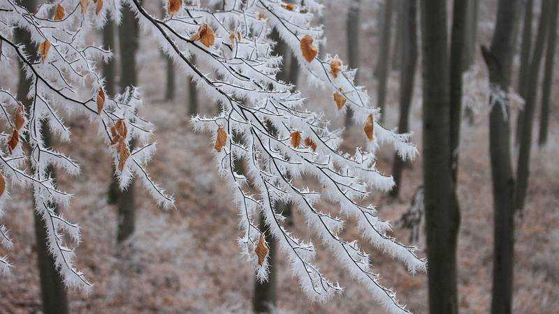 В Брянской области похолодает до 2 градусов мороза