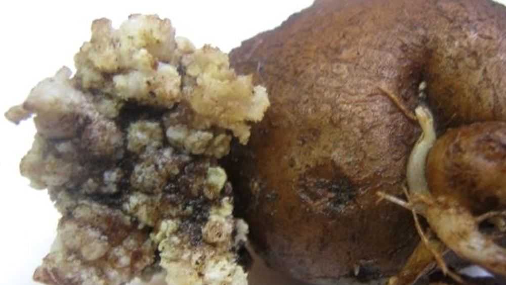 В Брянской области нашли очаг опасного заболевания картофеля