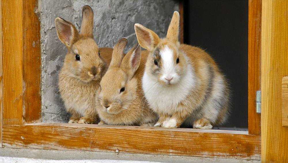 В Почепском районе селянина подвела любовь к крольчатине