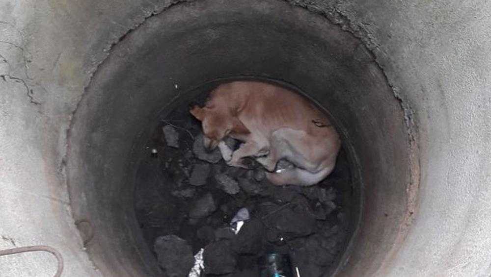 Брянцы похвалили парня за спасение щенка из канализационного колодца