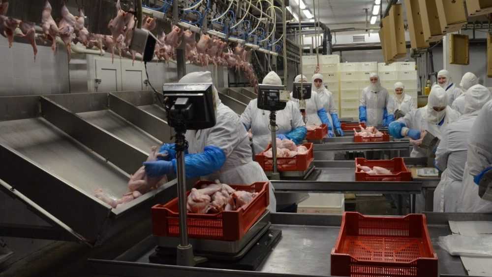 В Брянской области производство мяса птицы расширят до 200 тысяч тонн