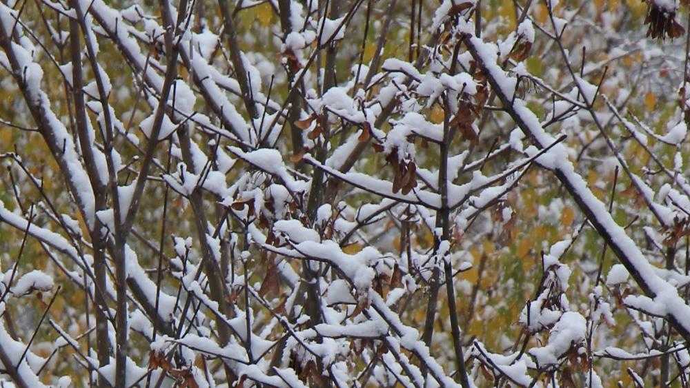 Карачевский и другие районы Брянской области завалило снегом