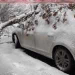 В Брянска после снегопада несколько деревьев рухнули на машины
