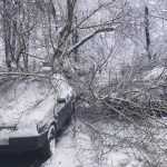 В Брянска после снегопада несколько деревьев рухнули на машины