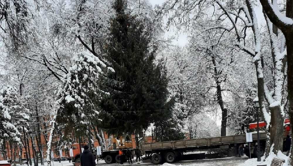 В Брянске установили главную новогоднюю елку города