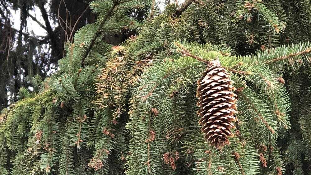 Жителям Брянской области сообщили о стоимости новогодних елей и сосен в лесничестве