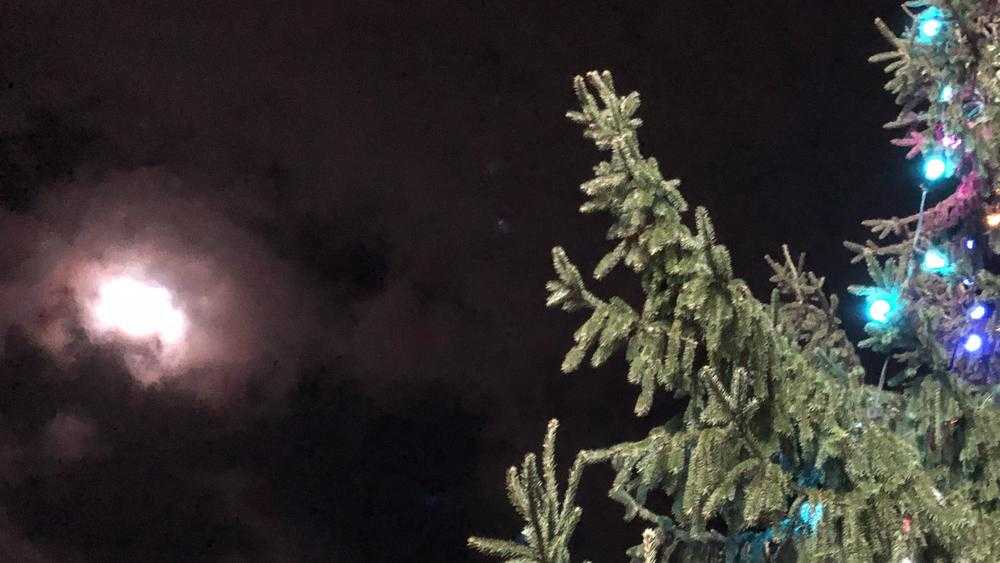 Брянское лесничество объявило о начале продаж новогодних елок