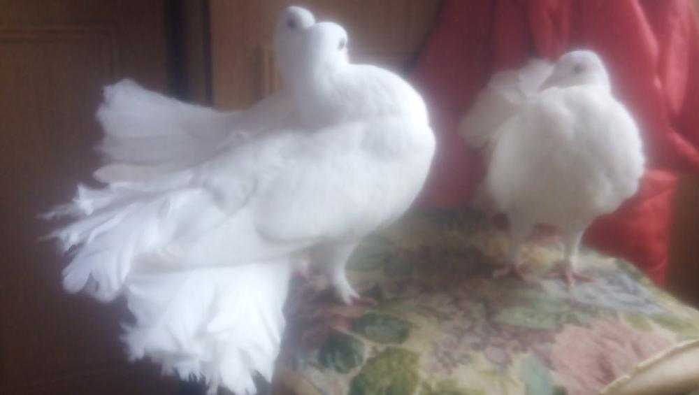 Брянец попросил поймать улетевших от него белоснежных голубей